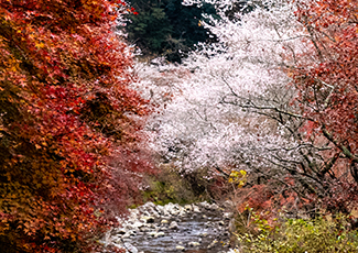 小原の四季桜