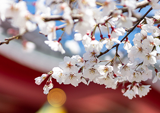 お花見日和・花曇り・花冷え･･･